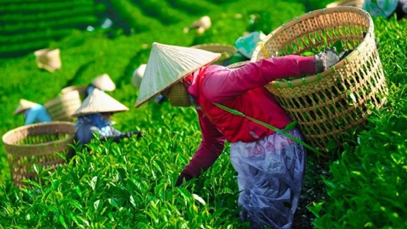 Việt Nam có hơn 122.000ha 'vàng xanh' nhưng lợi nhuận nhỏ giọt