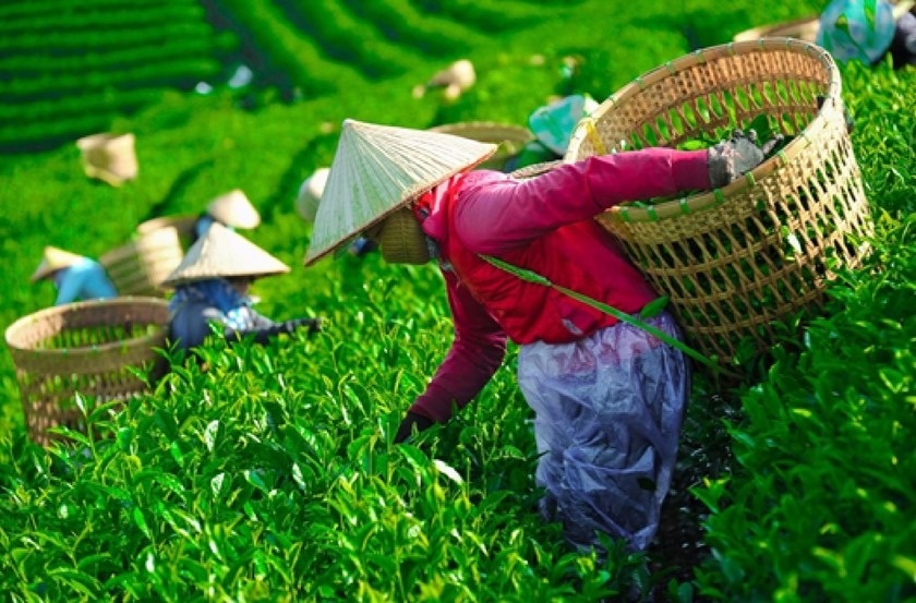 Việt Nam có hơn 122.000ha 'vàng xanh' nhưng lợi nhuận nhỏ giọt