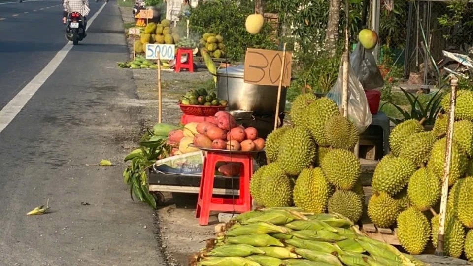 Một giống sầu riêng ở miền Tây rớt giá, nông dân đổ ra quốc lộ tìm lối thoát