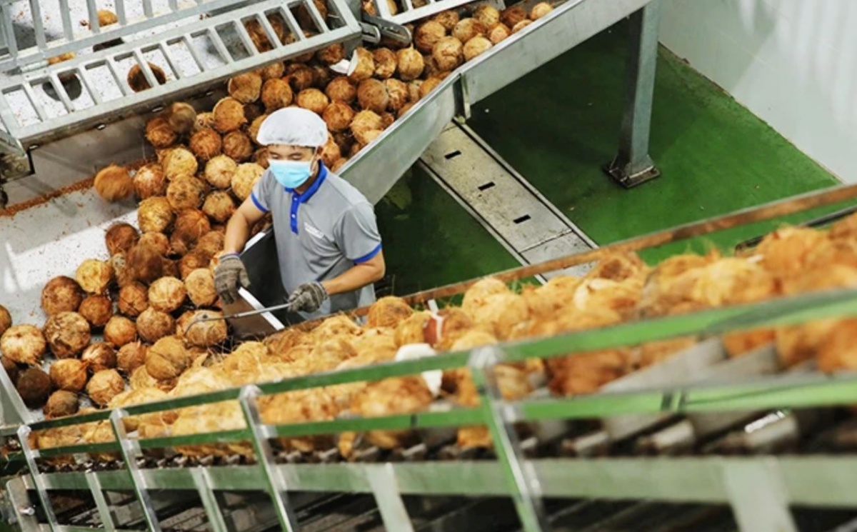 'Giá dừa tăng nhanh như giá vàng': Nguồn cung sụt giảm, xuất khẩu Việt bứt phá