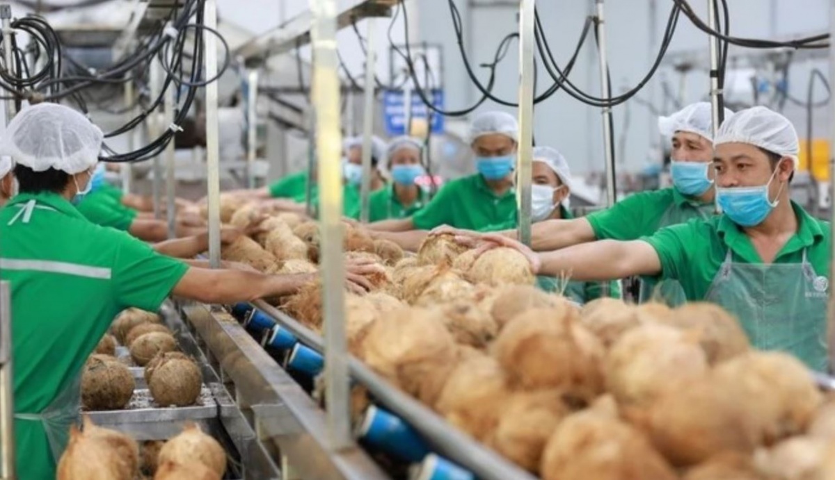 'Giá dừa tăng nhanh như giá vàng': Nguồn cung sụt giảm, xuất khẩu Việt bứt phá