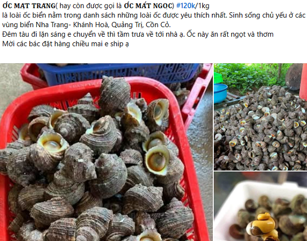 Đặc sản có tên gọi lạ lẫm được ví như 'lộc trời', nay được dân thành phố mê mẩn vì hương vị độc đáo, giá tới 120.000 đồng/ kg