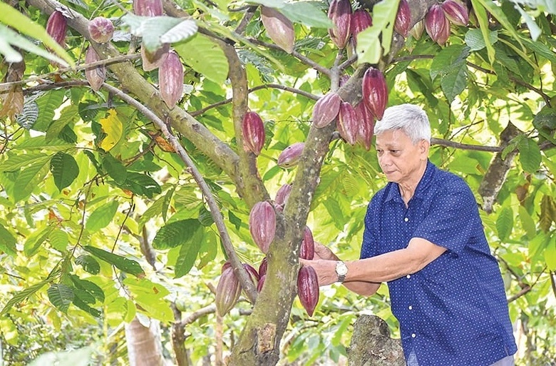 Nông dân miền Tây phất lên trông thấy nhờ trồng xen loại cây này trong vườn dừa: Chăm sóc dễ, kiếm được 5 triệu đồng/tuần