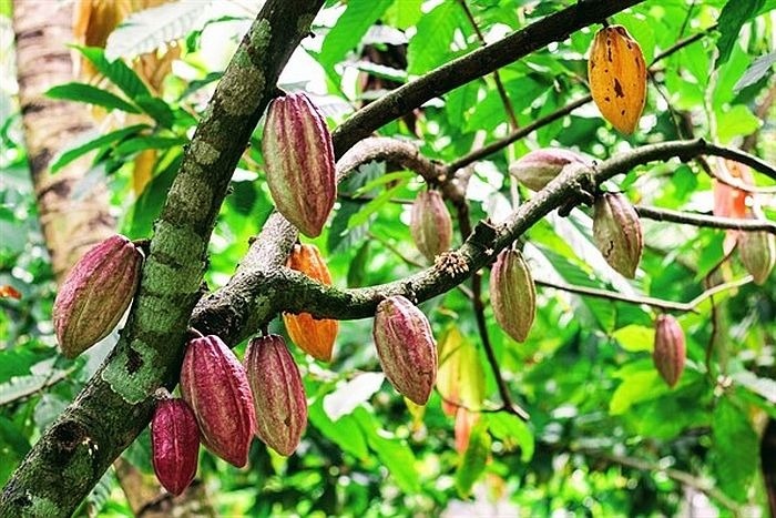 Nông dân miền Tây phất lên trông thấy nhờ trồng xen loại cây này trong vườn dừa: Chăm sóc dễ, kiếm được 5 triệu đồng/tuần