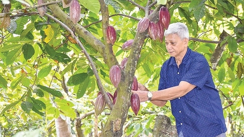 Nông dân miền Tây phất lên trông thấy nhờ trồng xen loại cây này trong vườn dừa: Chăm sóc dễ, kiếm được 5 triệu đồng/tuần