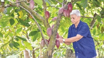Nông dân miền Tây phất lên trông thấy nhờ trồng xen loại cây này trong vườn dừa: Chăm sóc dễ, kiếm được 5 triệu đồng/tuần