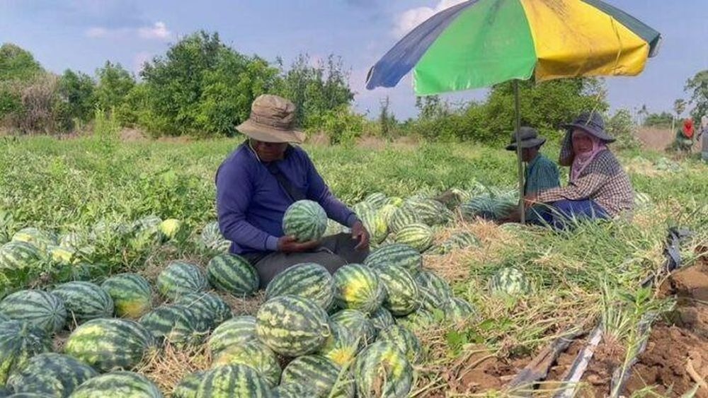 Loại quả thanh mát mùa hè đang khiến người dân Thái Lan điêu đứng: Hơn 100 tấn bị ế, rẻ như cho vẫn bị dửng dưng