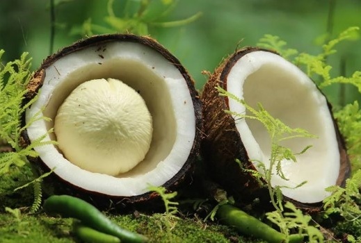 Giá loại quả khác biệt nhất lập đỉnh lịch sử, Việt Nam đặt mục tiêu xuất khẩu cán mốc 1 tỷ USD