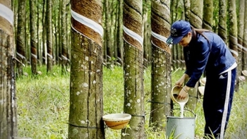 Giá 'vàng trắng' Việt tăng mạnh nhất trong 3 năm, doanh nghiệp vào guồng xuất ngoại