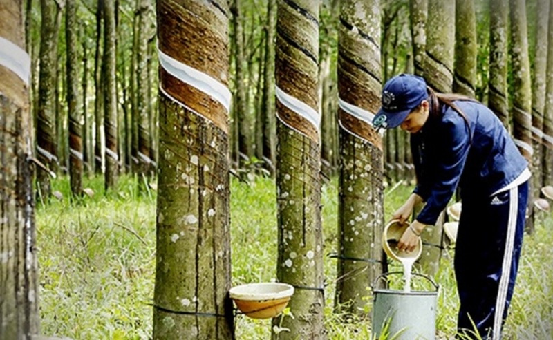 Giá 'vàng trắng' Việt tăng mạnh nhất trong 3 năm, doanh nghiệp vào guồng xuất ngoại