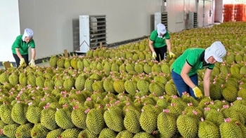 Ngành tỷ đô của Việt Nam trượt dài sau kỳ kích 2024, sầu riêng thành 'tội đồ'