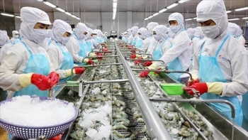 Xuất khẩu thủy sản bùng nổ, cá ao làng của Việt Nam thu cả triệu đô