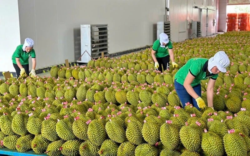 Ngành tỷ đô của Việt Nam trượt dài sau kỳ kích 2024, sầu riêng thành 'tội đồ'