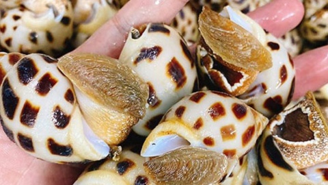 Một 'kho báu dưới nước' của Việt Nam được Trung Quốc cực kỳ ưa chuộng: Thu về gần 16 triệu USD chỉ trong 3 tháng