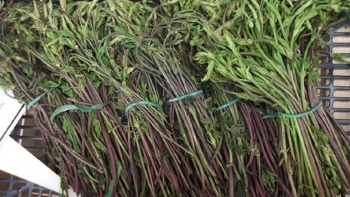 Loại hoa từng bị coi là phế phẩm nay được săn lùng: Giá lên tới 39 triệu/kg, phải may mắn lắm mới có thể mua