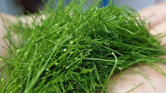 Đừng chỉ ăn quả, lá cây này quý như 'nhân sâm người nghèo': Giá rẻ như cho ngoài chợ, người Việt thường dùng mà không biết công dụng