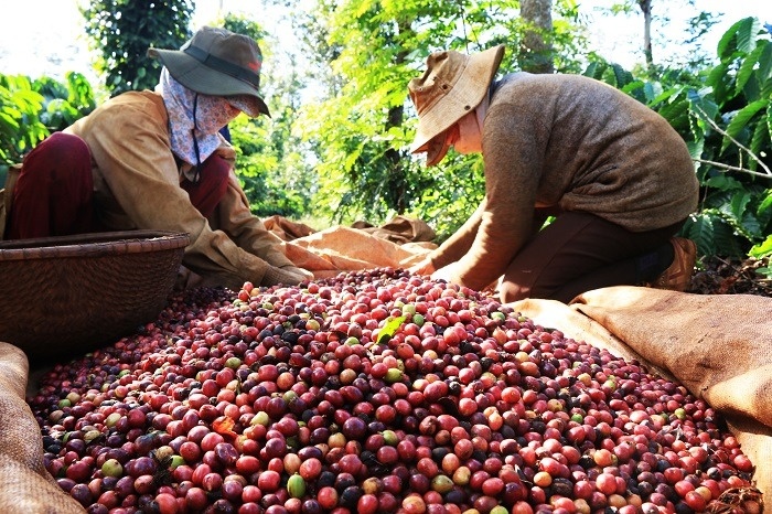 Không phải gạo hay tôm: Đây mới là 'vua nông sản Việt', thu về 3,8 tỷ USD trong 4 tháng