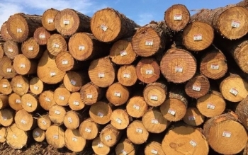 Đại gia xuất khẩu gỗ Việt không lo mất thị trường Mỹ, tính nước cờ 'lách đường' qua quốc gia Đông Nam Á