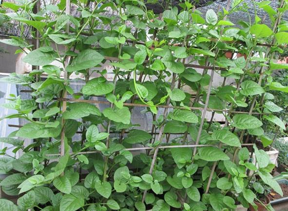 Từng mọc đầy hàng rào, loại rau dân dã nay thành đặc sản phố thị: Giá rẻ, bán đầy chợ Việt, lợi ích bất ngờ
