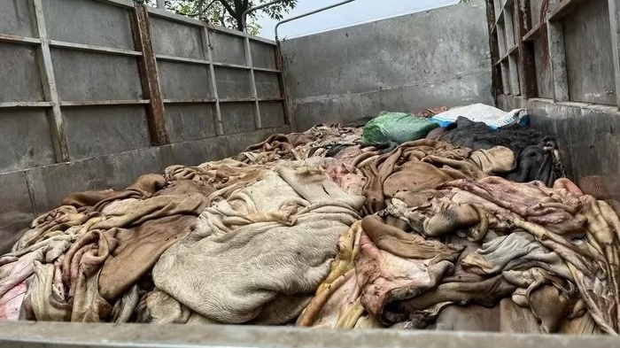 Gần 5 tấn da trâu, bò bẩn không rõ nguồn gốc bị chặn đứng tại Thanh Hoá