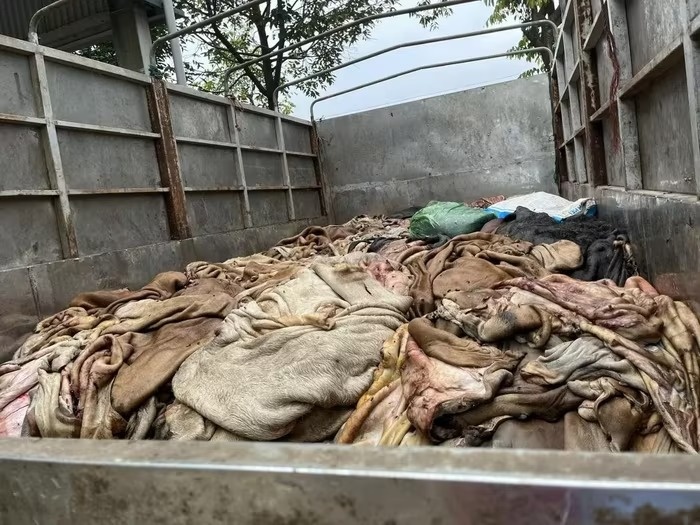 Gần 5 tấn da trâu, bò bẩn không rõ nguồn gốc bị chặn đứng tại Thanh Hoá
