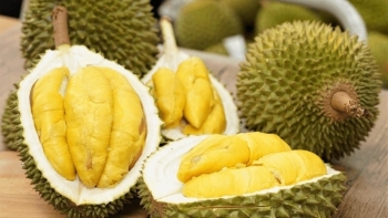 Rào cản khiến sầu riêng Việt 'mắc cạn' ở cửa khẩu Trung Quốc