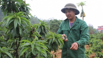 Nông dân Lạng Sơn cắt phăng cây lúa, chuyển sang trồng loại cây xưa tiến vua: Thu nhập cao gấp hơn 30 lần, cuộc đời lên hương