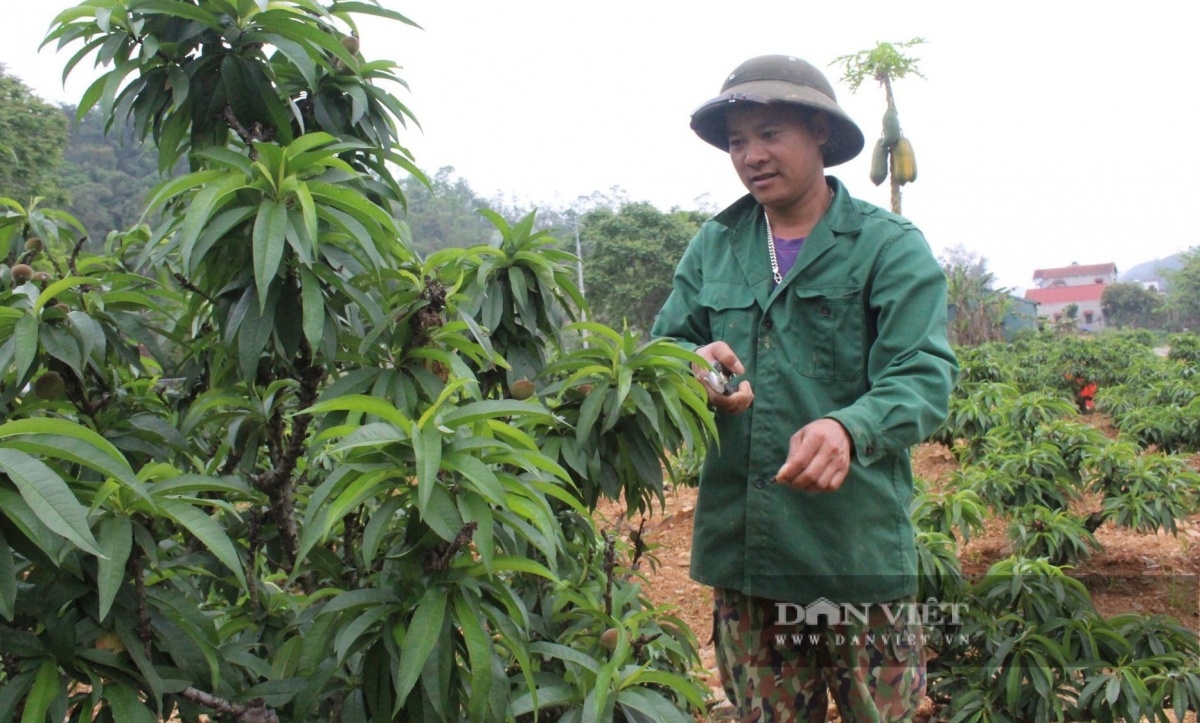 Nông dân Lạng Sơn cắt phăng cây lúa, chuyển sang trồng loại cây xưa tiến vua: Thu nhập cao gấp hơn 30 lần, cuộc đời lên hương