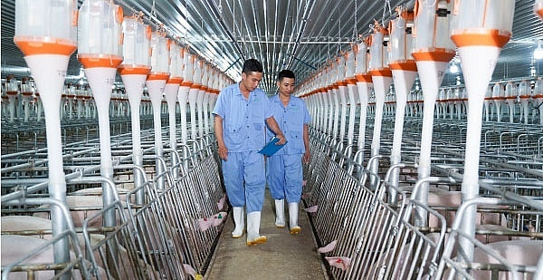 Tháng 4 bùng nổ, lãnh đạo BAF tự tin với thương hiệu thịt sạch 'không lo như ăn lòng se điếu'