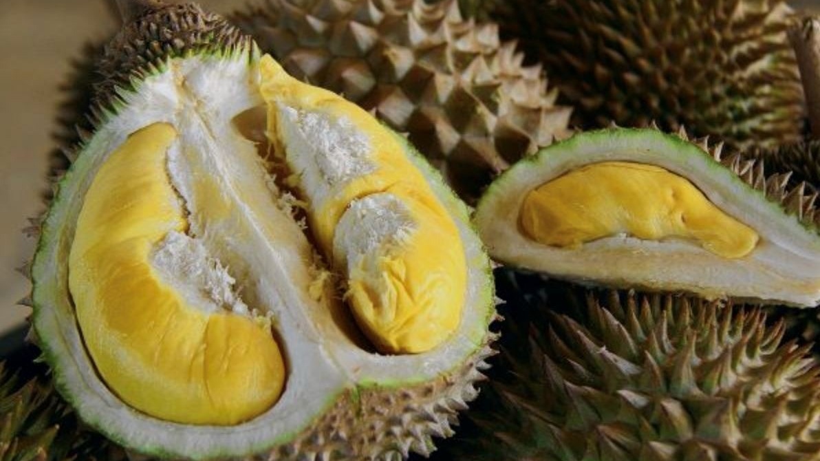 Xuất hiện giống sầu riêng vua chúa, giá gần 800.000 đồng/kg, cạnh tranh sòng phẳng với sầu Việt