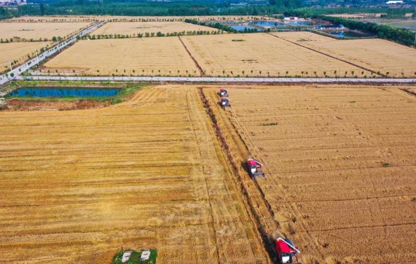 Trong vài tuần gần đây, Trung Quốc đã âm thầm thu gom hàng trăm nghìn tấn lúa mì và lúa mạch