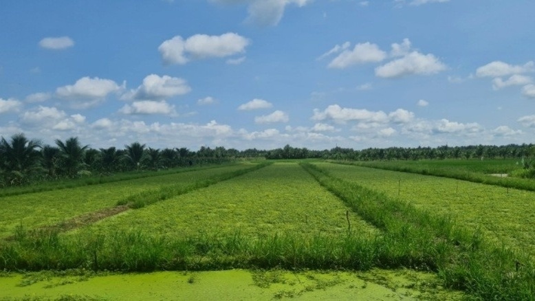 Nông dân Trà Vinh nhổ lúa trồng thứ rau đặc sản: Thu hoạch đến đâu thương lái gom sạch, thu nhập 9 con số/tháng