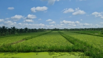 Nông dân Trà Vinh nhổ lúa trồng thứ rau đặc sản: Thu hoạch đến đâu thương lái gom sạch, thu nhập 8 con số/tháng