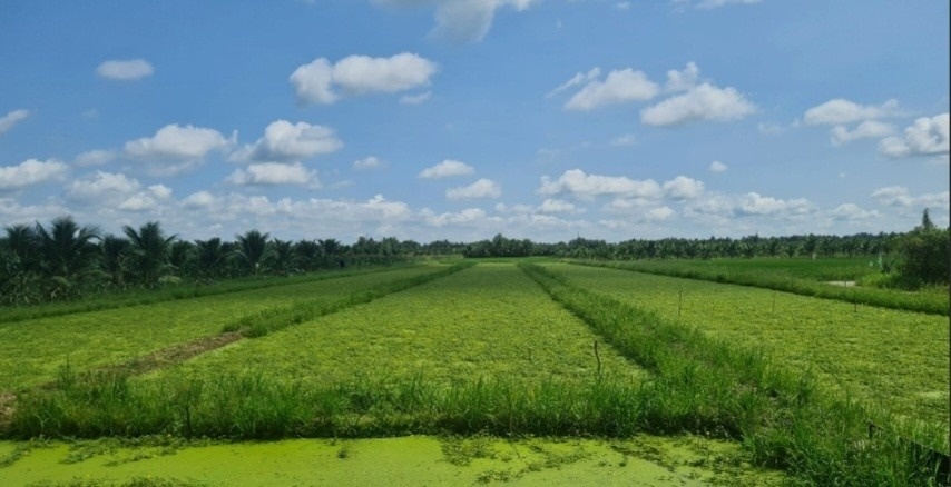 Nông dân Trà Vinh nhổ lúa trồng thứ rau đặc sản: Thu hoạch đến đâu thương lái gom sạch, thu nhập 8 con số/tháng