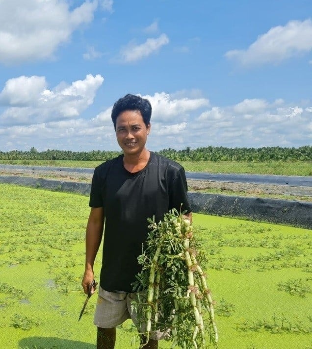 Nông dân Trà Vinh nhổ lúa trồng thứ rau đặc sản: Thu hoạch đến đâu thương lái gom sạch, thu nhập 8 con số/tháng