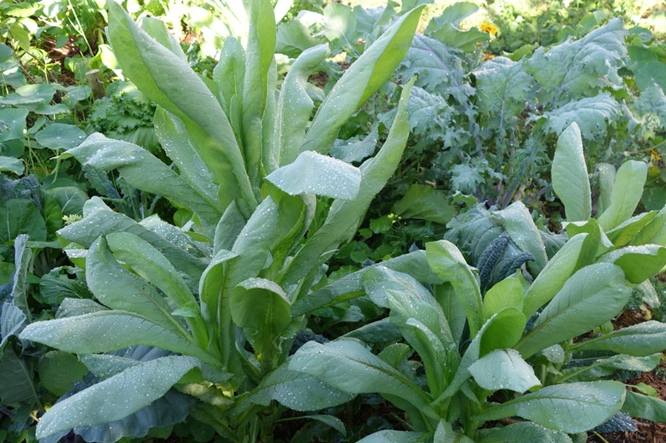 Cây mọc dại ở nông thôn Việt Nam, sang nước ngoài giá hơn 200.000 đồng/kg: Chuyên gia Mỹ 'hết lời khen ngợi'