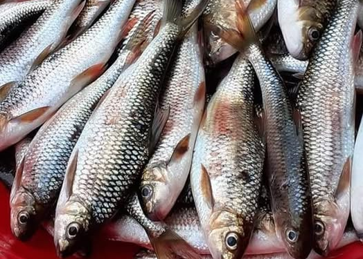 Đặc sản sống trong khe đá, từng bị bỏ quên nay thành 'hàng hiếm' phố thị, giá tới 400.000 đồng/kg