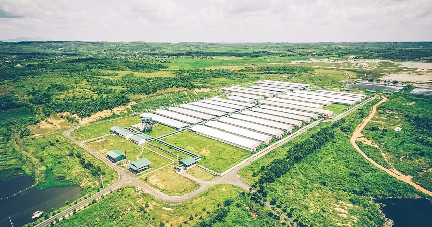 Đại gia chăn nuôi tại Long An bất ngờ báo lãi 2.100 tỷ đồng