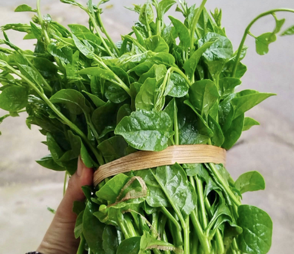 Được ví như 'vàng xanh' mùa hè, loại rau quen thuộc này bán đầy chợ Việt: Giá rẻ như cho nhưng công dụng 'không hề rẻ'