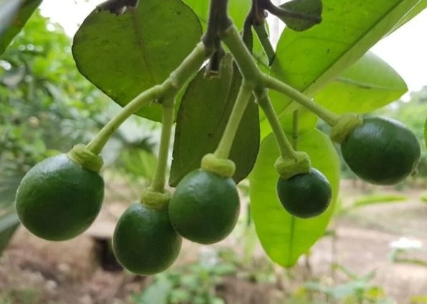 Thị trường có tiêu chuẩn khắt khe nhất thế giới vừa công nhận một loại quả của Việt Nam đủ điều kiện an toàn sinh học để nhập khẩu