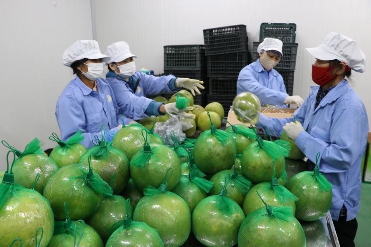 Thị trường có tiêu chuẩn khắt khe nhất thế giới vừa công nhận một loại quả của Việt Nam đủ điều kiện an toàn sinh học để nhập khẩu