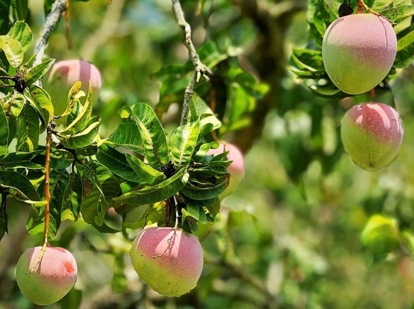 Từng được bán với giá 50.000 đồng/kg, nay chỉ còn 1.000 đồng/kg: Chuyện gì xảy ra với thứ quả được mệnh danh 'vua của trái cây'