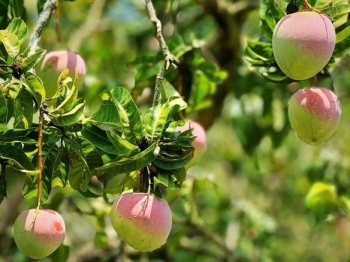 Từng được bán với giá 50.000 đồng/kg, nay chỉ còn 1.000 đồng/kg: Chuyện gì xảy ra với thứ quả được mệnh danh 'vua của trái cây'