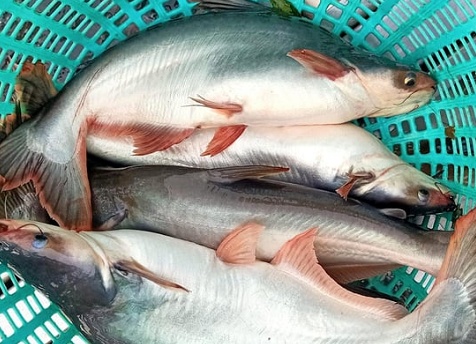 Bất ngờ loại cá bán đầy chợ Việt, giá rẻ lại 'được lòng' quốc gia giàu nhất Nam Mỹ
