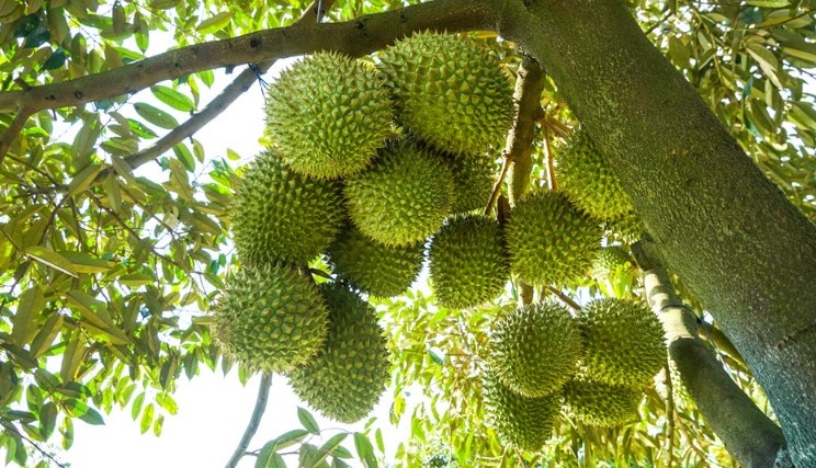 Hé lộ địa phương sắp trở thành siêu vùng trồng sầu riêng mới sau sáp nhập tỉnh thành với 42.000ha