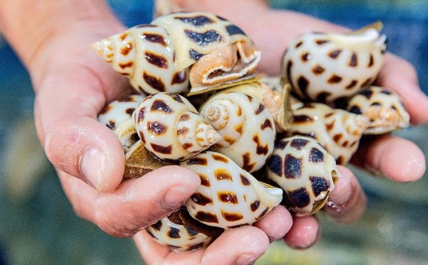 'Vàng dưới biển' Việt Nam gây sốt tại Trung Quốc: Xuất khẩu tăng dựng đứng gần 2.000%, thu về hàng chục triệu USD