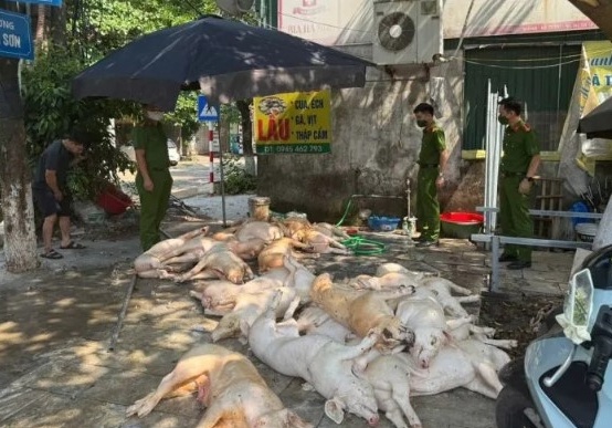 Bắt quả tang 22 con lợn xuất huyết ngoài da sắp quay nướng phục vụ 1 doanh nghiệp tại Vĩnh Phúc