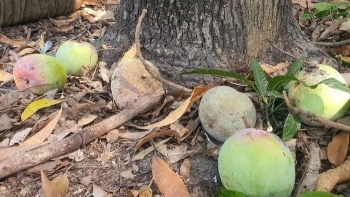 Từng là loại quả được Trung Quốc ưa chuộng nay thất bát bán hơn 1.000đ/kg, nông dân Khánh Hòa rơi vào cảnh lao đao