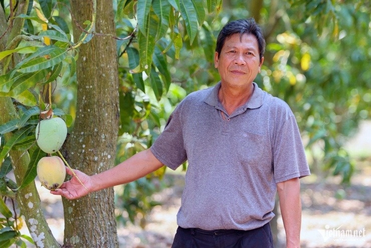Từng là loại quả được Trung Quốc ưa chuộng nay thất bát bán hơn 1.000đ/kg, nông dân Khánh Hòa rơi vào cảnh lao đao