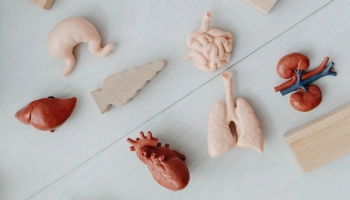 Đã có thể dùng sóng siêu âm để in 3D mô sống bên trong cơ thể